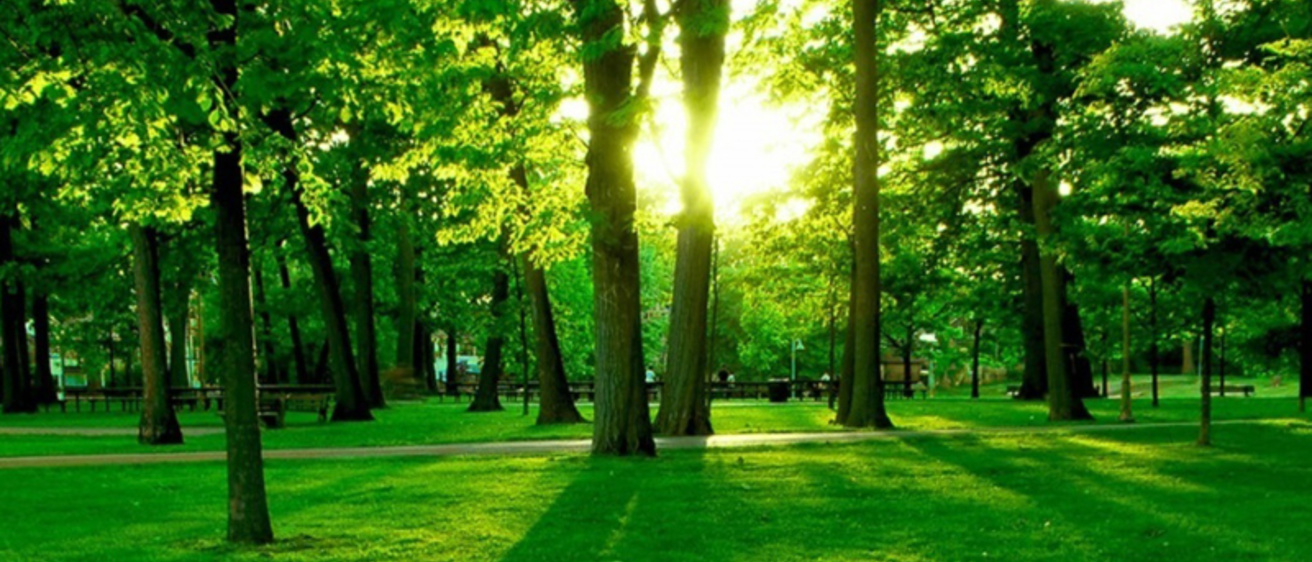 The sun shining through the trees of a lush, green forest.